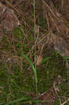 Crested yellow orchid